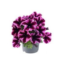 ราคา 25 เมล็ด ดอกพิทูเนีย ดอกพิทูเนียพันธุ์เตี้ย ออกดอกทั้งปี Dwarf Petunia Flower Seed สายพันธุ์ Amore Fiesta (28142561952)