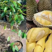 ราคา ต้นทุเรียนพันธุ์ชะนีไข่ ต้นแข็งแรง ลูกดก หวานกรอบอร่อย ปลูกได้ทั่วทุกที่ในประเทศไทย ขนาดต้นสูง 70-80 cm. (1ต้น/แพ็ค) (7938623249)