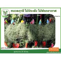 ราคา ต้นหนวดฤาษี หรือ เคราฤาษี ห้อยบนเซลามิกสวยๆ มีคำพูดมงคล ขนาดยาว 20 -30 ซม. ฟอกอากาศได้ เลี้ยงเยอะๆดี (5136551315)