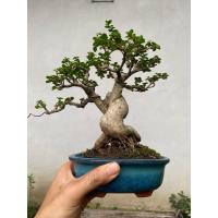 ราคา ต้นบอนไซเพรมน่า bonsai premna (41814452182)