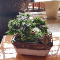 ราคา ม่วงเจริญ หรือ หลินซาน สวนถาดหลินซาน บอนไซหลินซาน (4417719974)