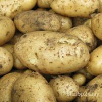 ราคา เมล็ด มันฝรั่งเมล็ด Wilja,มันฝรั่งเมล็ดหลากหลายที่มีชื่อเสียง-สำหรับการผักบุ้ง,X20หัว ผักบุ้ง (17593751735)