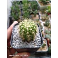 ราคา กระบองเพชร แคคตัส ดาวล้อมเดือน (5792796038)