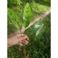 ราคา คล้ากาเหว่าเขียว ไม้ฟอกอากาศ (11059038919)