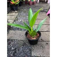 ราคา เศรษฐีก้านป่อง ( Philodendron martianum ฟิโลเดนดรอนก้านป่อง) (23155117675)
