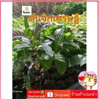 ราคา ต้นจิกเศรษฐี​ ต้นไม้​ป่า​ ต้นไม้​มงคล​ จิกเศรษฐี​ (15596139305)