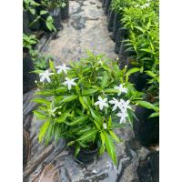 ราคา ต้นพุดศุภโชค ดอกสีขาว ดอกดก ออกดอกตลอดปี (27805444680)