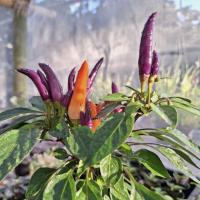 ราคา เมล็ดพันธุ์ พริกช่อม่วง : 20 เมล็ด (25873564345)