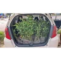 ราคา กล้ายูคาลิปตัส 150 ต้น (25585954287)