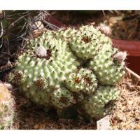 ราคา เมล็ดกระบองเพชร แคคตัสสวยๆ Frailea chiquitana เฟรเลียตัวหายาก (5679315968)