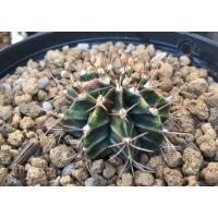 ราคา แคคตัส ยิมโนด่างไม้ชำหน่อcoral ด่างทุกพู (6352824810)