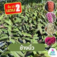 ราคา กล้วยไม้ สกุลช้าง (ไซส์กระถางนิ้ว) (23880505192)
