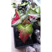 ราคา #ต้นชายชลตั้งแม่#ชายชลป้ายแดงใช้ตั้งแม่ได้เลย ต้นจริงตามรูปเลยค่ะ (13928986408)