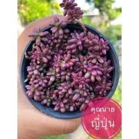 ราคา คุณนายญี่ปุ่น/ต้นแพรทับทิม ออกดอกง่าย (ไม้ร่มได้แดดได้) 1ต้นก็ส่งค่ะ (7010263639)