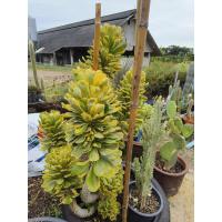 ราคา ต้นทองอำพัน ไม้มงคลในกระถาง (43402047013)