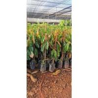 ราคา ทุเรียนแดงอินโด​กิ่งทาบขนาดต้น 80 ซม (20012116966)