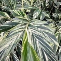 ราคา ว่านข่าจืด ข่าด่าง ขิงใบด่าง ขายแบบกอ (24403500062)