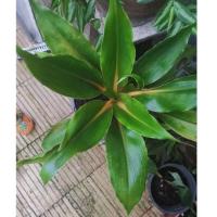 ราคา เศรษฐี​ก้านทอง ไม้มงคล ไม้ประดับ (4896257037)