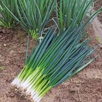 ราคา 300 เมล็ด เมล็ดพันธุ์ ต้นหอมญี่ปุ่น Giant Green Onion Seed - เมล็ดพันธุ์ ต้นหอม ปลูกง่าย (40376269655)