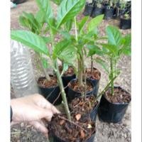 ราคา ต้นพันธุ์สมุนไพรหนานเฉาเหว่ยหรือป่าช้าเหงาในถุงดำ 3 นิ้ว แข็งแรงพร้อมปลูก (4543774537)