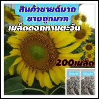 ราคา เมล็ดดอกทานตะวัน200เมล็ด (เม็ดลาย) ดอกทานตะวัน เมล็ดพันธุ์ดอกทานตะวัน (7834499121)
