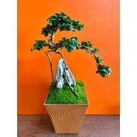 ราคา บอนไซ ชาฮกเกี้ยน ทรงสูง ราก เกาะหิน (41306497209)