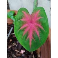 ราคา ต้นบอนสี ช้างเผือกใบบัว ราชินีใบไม้ ใบเด่น ลายสวย ปลูกที่ไหน คนปลูกมีจะเสน่ห์ราศรีที่นั่น ต้นละ 69 บาท (9241749071)