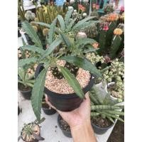 ราคา มะพร้าวทะเลทราย (Dorstenia) กระบองเพชร แคคตัส (18828821556)