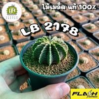 ราคา LB2178 แท้100% ยิมโนLB LBแท้ LB2178แท้ แคคตัส ยิมโน กระบองเพชร Cactus ขนาดประมาณ2cm. ไม้เมล็ด แข็งแรง F&F Garden​ Cactus (13107932534)