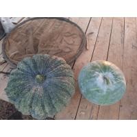 ราคา เมล็ดพันธุ์ ฟักหอมใบเตย ถูกสุด!! (15430032412)