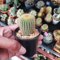 ราคา กระบองทอง แคคตัสกระบองทอง (3234784845)