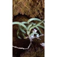 ราคา เขาแพะกล้วยไม้ใบจิ๋วเอื้องเขาแพะ (23839260872)