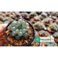 ราคา Haworthia cooperi ฮาโวเทีย หยดน้ำ (27302882046)