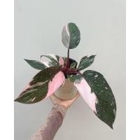 ราคา Philodendron pink princess marble king (23126151424)
