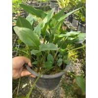 ราคา ว่านรวยล้นฟ้า กระถาง8นิ้ว (28010325570)