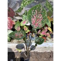 ราคา บอนสี บอนกาบ แหลมทอง บอนเก่าหายาก (18408305478)