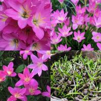 ราคา 10 หัว บัวดิน บัวสวรรค์ บัวดิน บัวฝรั่ง บัวจีน Zephyr Flower ดอกบัวดินสีชมพู (43922559180)