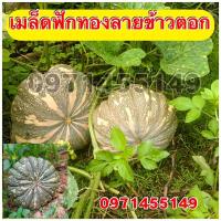 ราคา เมล็ดพันธุ์ ฟักทองลายข้าวตอก (15225498079)