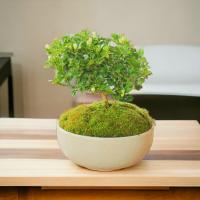 ราคา #บอนไซจิ๋ว #บอนไซ #ไม้ตั้งโต๊ะทำงาน #ของฝากของขวัญ (24129002781)