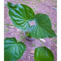 ราคา ต้นนางกวัก กวักเงิน กวักทอง (11024599403)