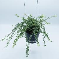 ราคา ต้นเดฟหัวใจล้านดวงใบด่าง พร้อมลวดเเขวน กระถาง 4 นิ้ว (21692318338)