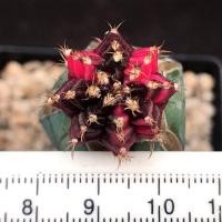 ราคา ยิมโนด่างชมพูกราฟบนตอบูล (5106949479)