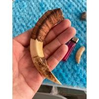 ราคา เขี้ยวหมูป่า สภาพสวยเดิม ยาวโค้ง (20883743403)