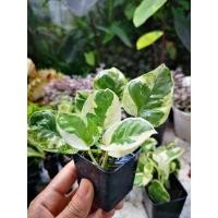 ราคา พลูงาช้าง สวยๆ ด่างชัดๆ ไม้ฟอกอากาศ พลูงาช้างด่าง (21213578277)