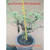 ราคา บอนไซมะขาม T89 (Tamarind) (46053460811)