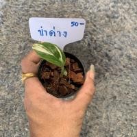 ราคา ข่าด่าง ด่างขาว สวยๆ #ผักสวนครัวด่าง กินได้ #ไม้ด่าง #ผักด่าง (12282200285)