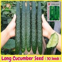 ราคา เมล็ดพันธุ์แตงกวา เมล็ดแตงกวาญี่ปุ่น 30 เมล็ด Japanese Cucumber Seed เมล็ดพันธุ์ผัก ผักสวนครัว ปลูกผัก สวนครัว โตไว (27130494167)