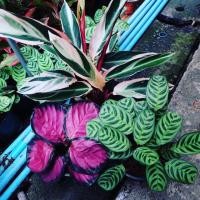 ราคา เซ็ต3ต้น พยาคล้าทอง,คล้าคิมสัน,คล้าม้าลายแคระส่งพร้อมกระ (7638092979)