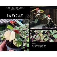 ราคา โพธิ์ด่าง โพธิ์เจ็ดสี โพธิ์ 7สี โพธิ์ 3 สี ไม้ทำบอนไซ บอนไซจิ๋วในกระถาง 3” (11034211448)