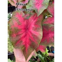 ราคา บอนสี (Caladium) “เงาะถอดรูป” (12220306394)